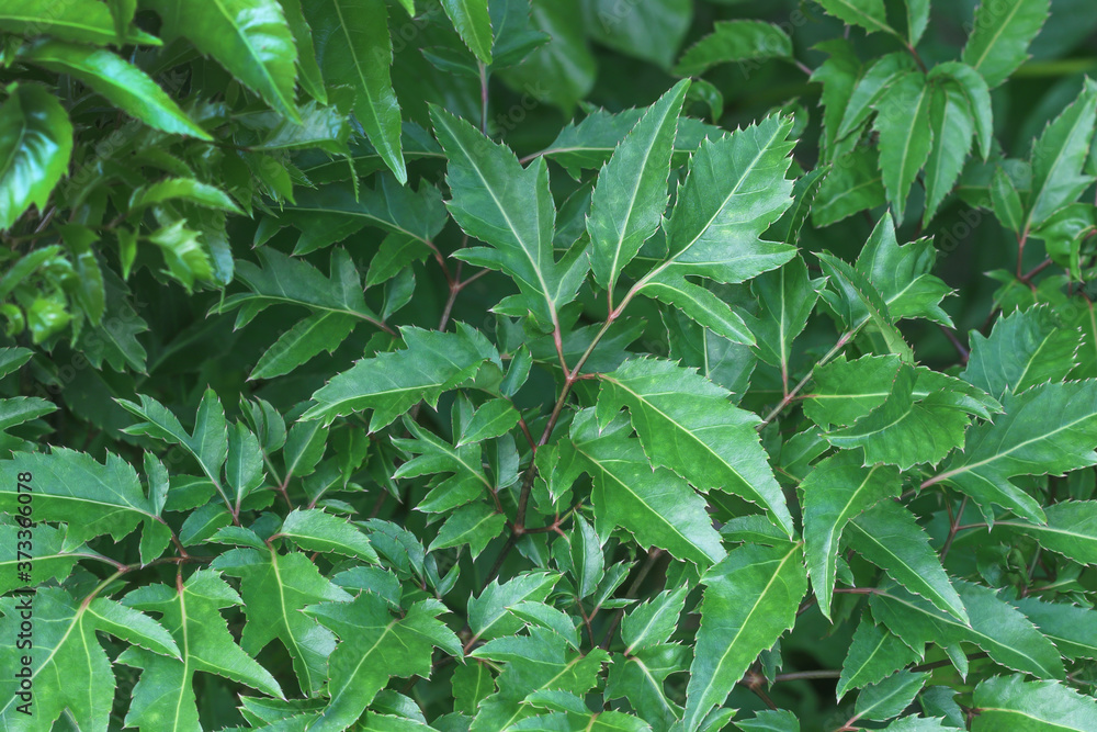 Green leaves of tropical forest plant for nature pattern and background Green leaves of tropical forest plant for nature pattern and background