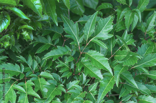 Green leaves of tropical forest plant for nature pattern and background