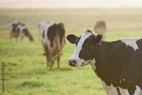 Holstein cow. Cows at sunset. Happy single cow on a meadow during sunny day.