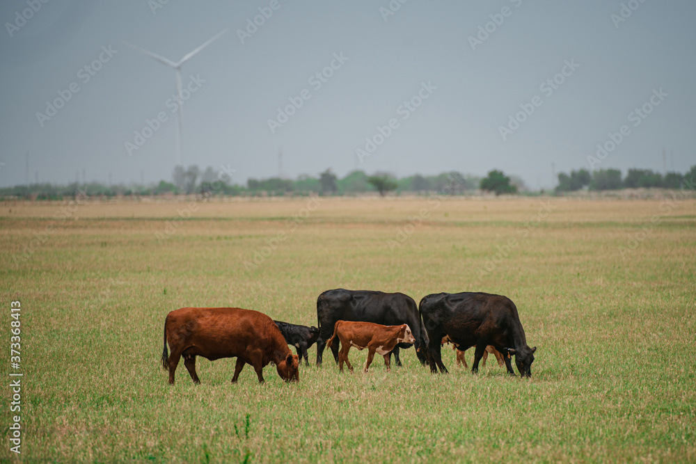 Meadow with grazing cow and calves. Cows in a grassy field on sunny day. Meadow with grazing cow and calves. Cows in a grassy field on sunny day.