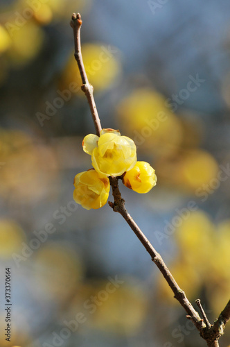 中国原産の落葉樹ロウバイの黄色い花とそのつぼみ