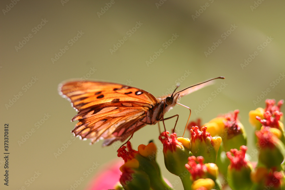 butterfly on flower butterfly on flower