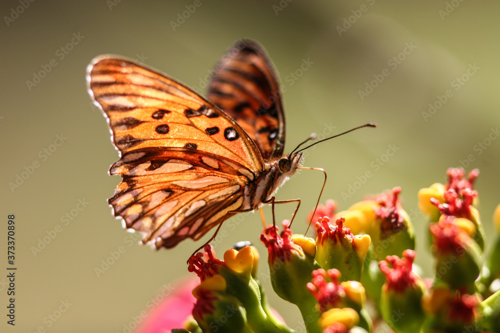 Obraz premium butterfly on flower