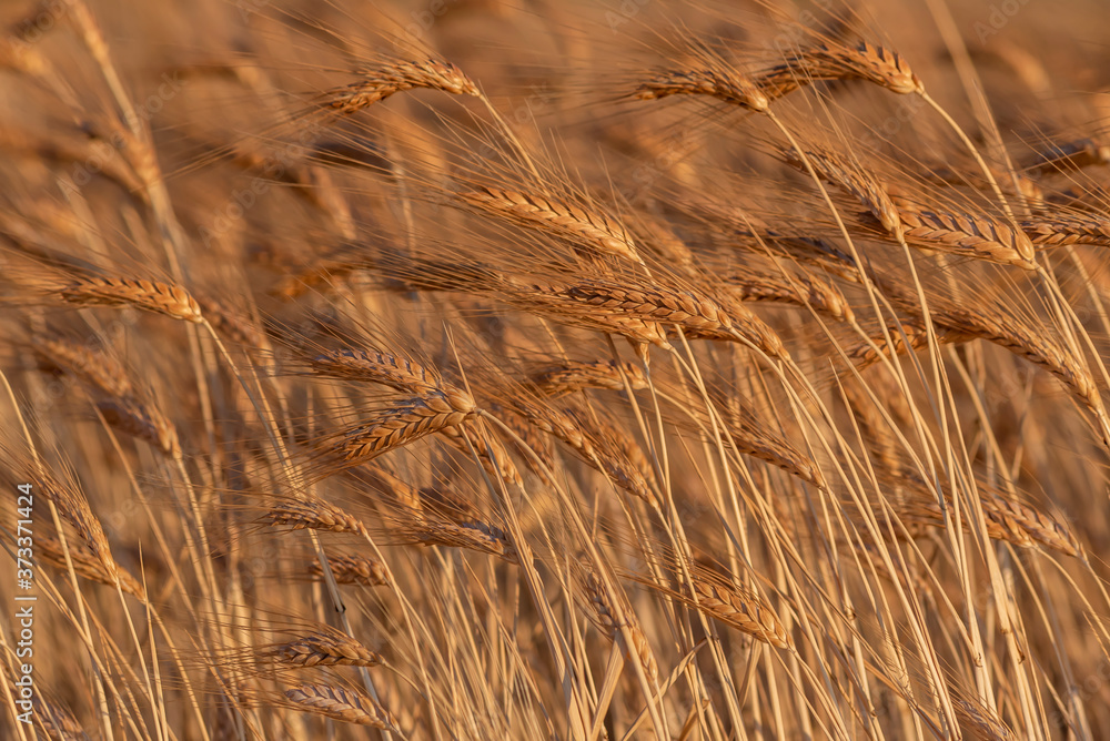 Fototapeta premium golden wheat field and sunny day. Ripe yellow wheat ears in the harvest season