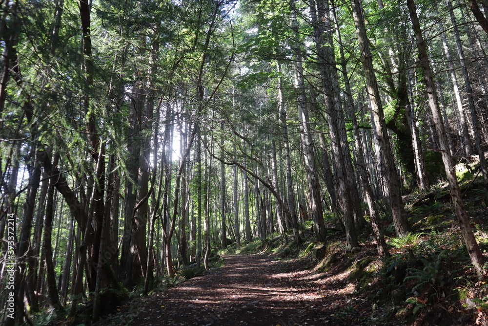 Fototapeta premium trail