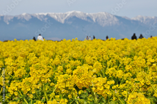 雪山をバックに黄色い菜の花が満開に咲いている