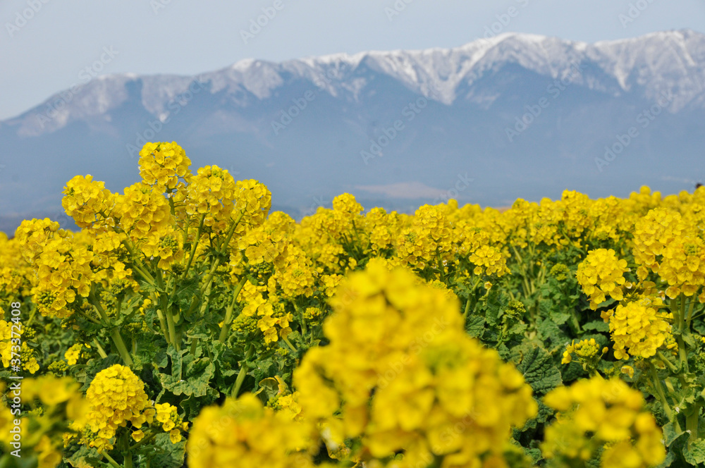 雪山をバックに黄色い菜の花が満開に咲いている 雪山をバックに黄色い菜の花が満開に咲いている