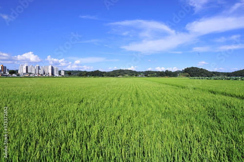 green field and blue sky © carry1020