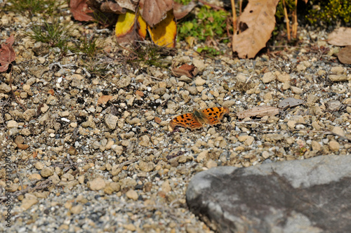 地面に降りた斑点模様のある茶色い蝶