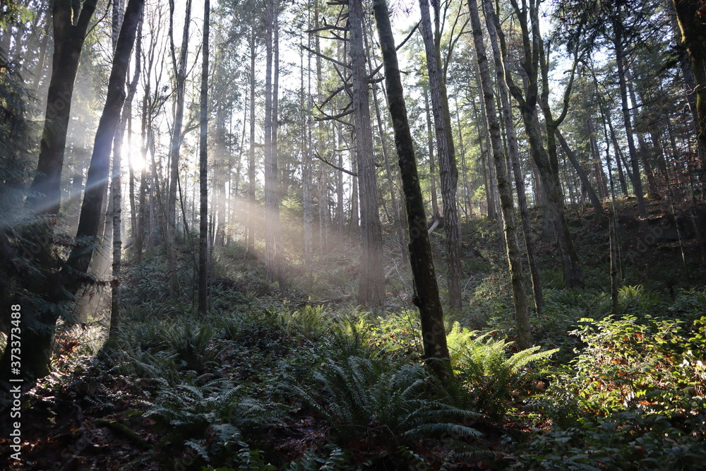 Obraz premium sunlight