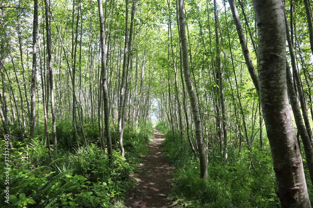 forest forest