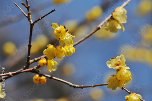 中国原産の落葉樹ロウバイの黄色い花とそのつぼみ
