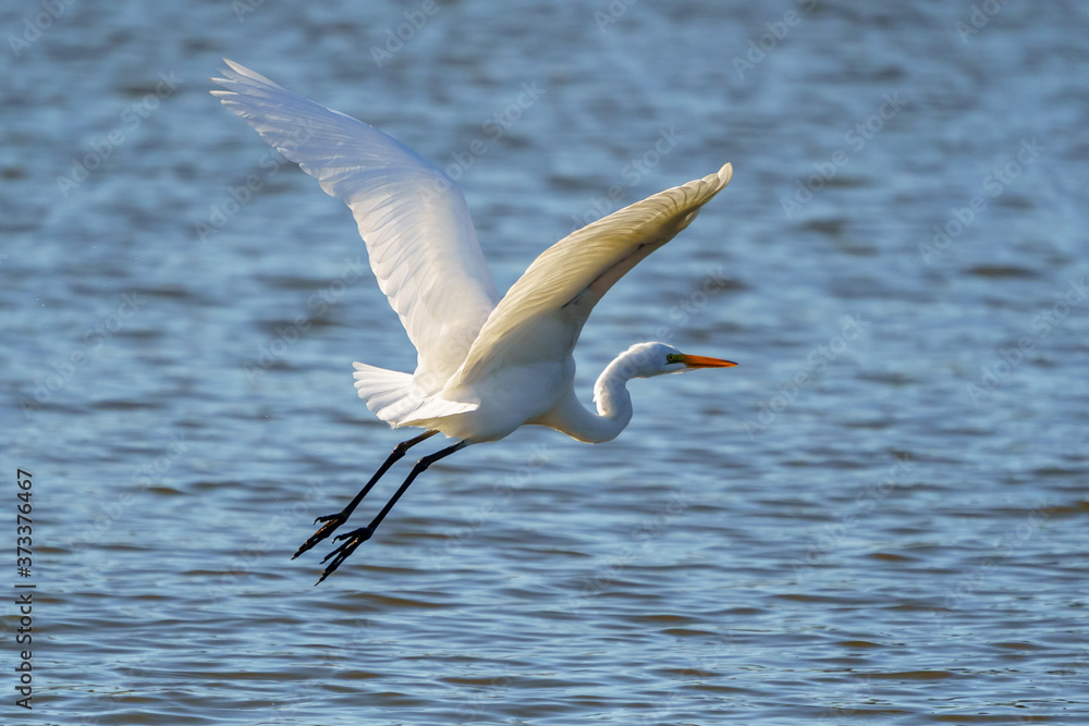 Great Egret In Flight