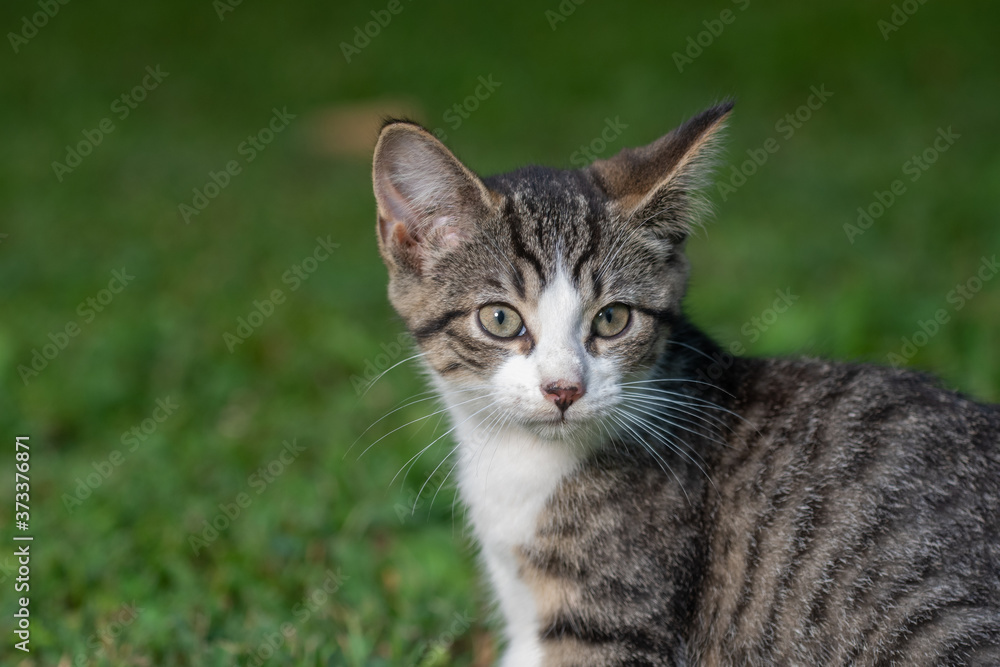 Naklejka premium Tabby kitten in the grass