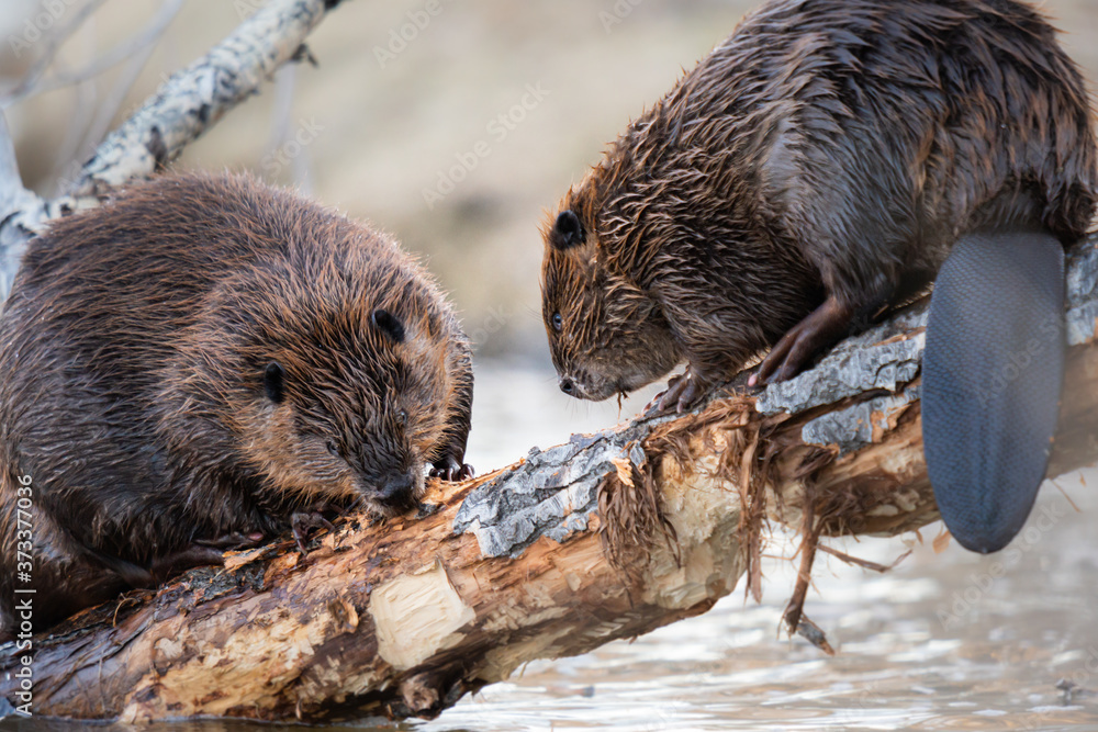 Beaver in the Canadian wilderness - obrazy, fototapety, plakaty 