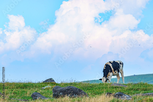 【夏イメージ】放牧と高原風景