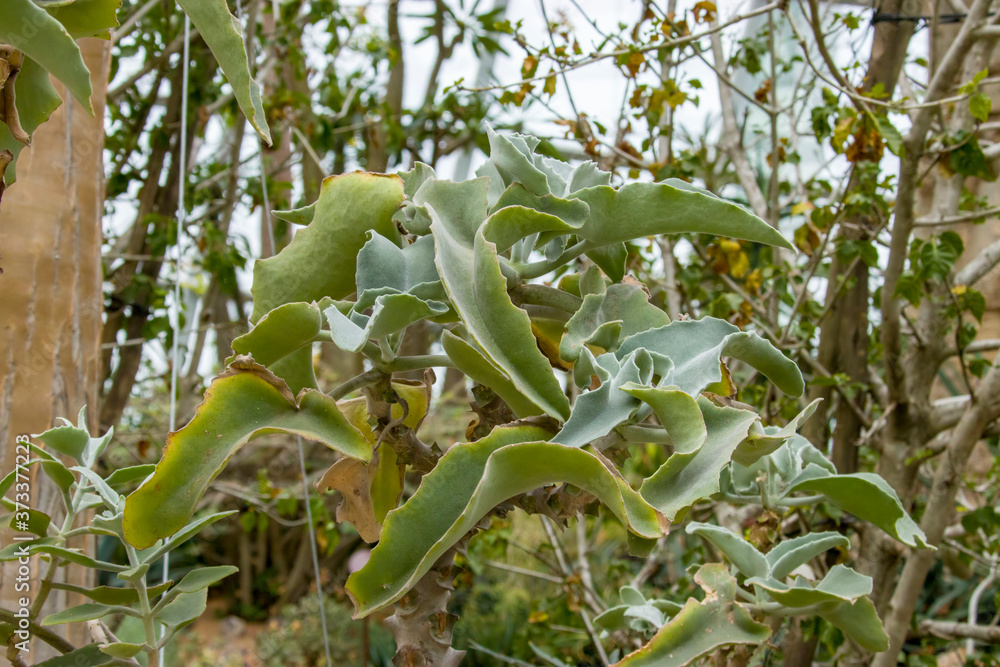 Fototapeta premium Felt bush (Kalanchoe beharensis) is a plant species in the succulent genus Kalanchoe, and the family Crassulaceae, native to Madagascar.