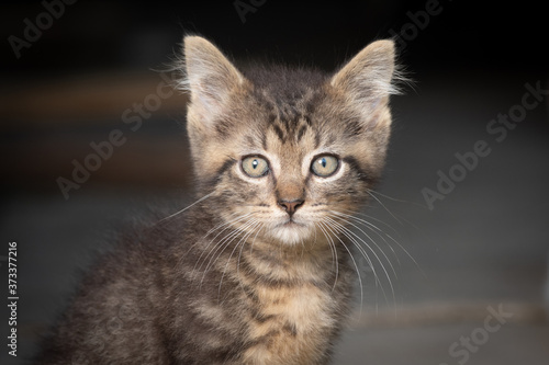 Portrait of cute tabby kitten © Tony Campbell