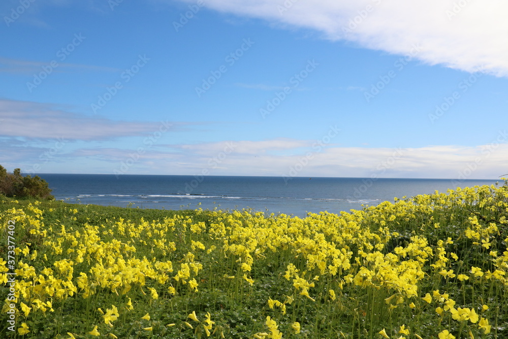 beach atmosphere with blue sky and spring flowers
