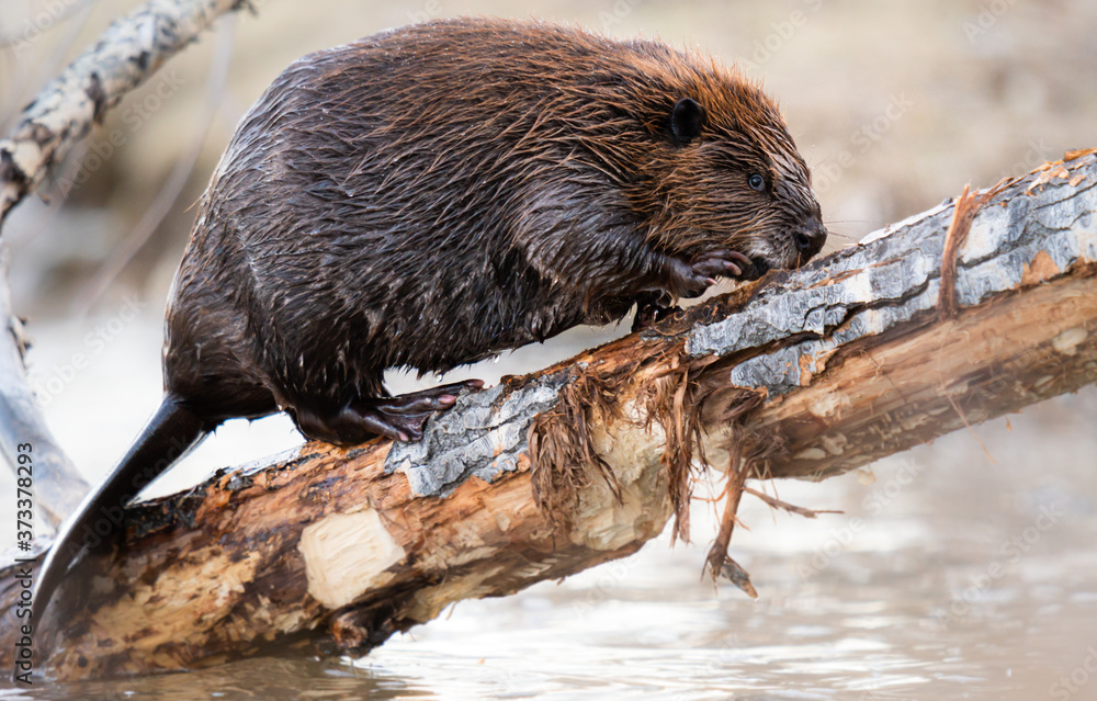 Beaver in the Canadian wilderness