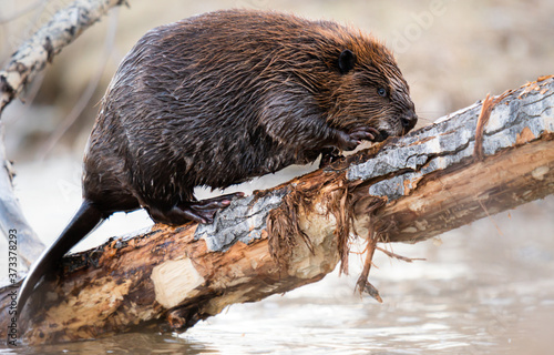 Obraz na płótnie Beaver in the Canadian wilderness w salonie