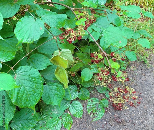 red currant bush