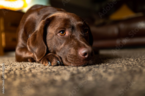 Chocolate Labrador dog relaxing on home carpet in family room