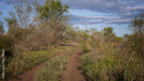 Morning landscape. Morning sun light. Dirt-track.