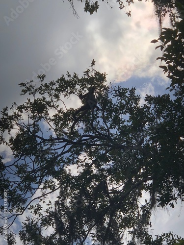 Monkey in a tree in Costa Maya Rainforest