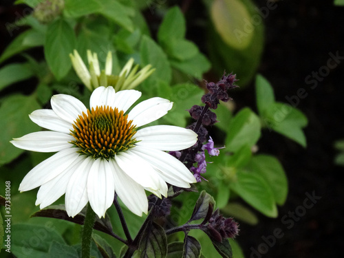 Daisy flower blooming in outdoor. Bellis perennis is a common European species of daisy, it is sometimes known as bruisewort and occasionally woundwort. photo