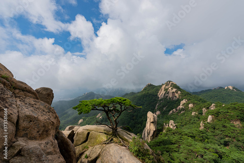 a pine tree standing alon at dobong mountian. in summer at bukhansan nation park south korea