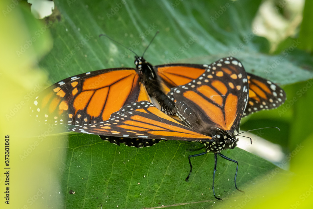 Fototapeta premium A pair of monarch butterflies procreate on milkweed. Raleigh, North Carolina.