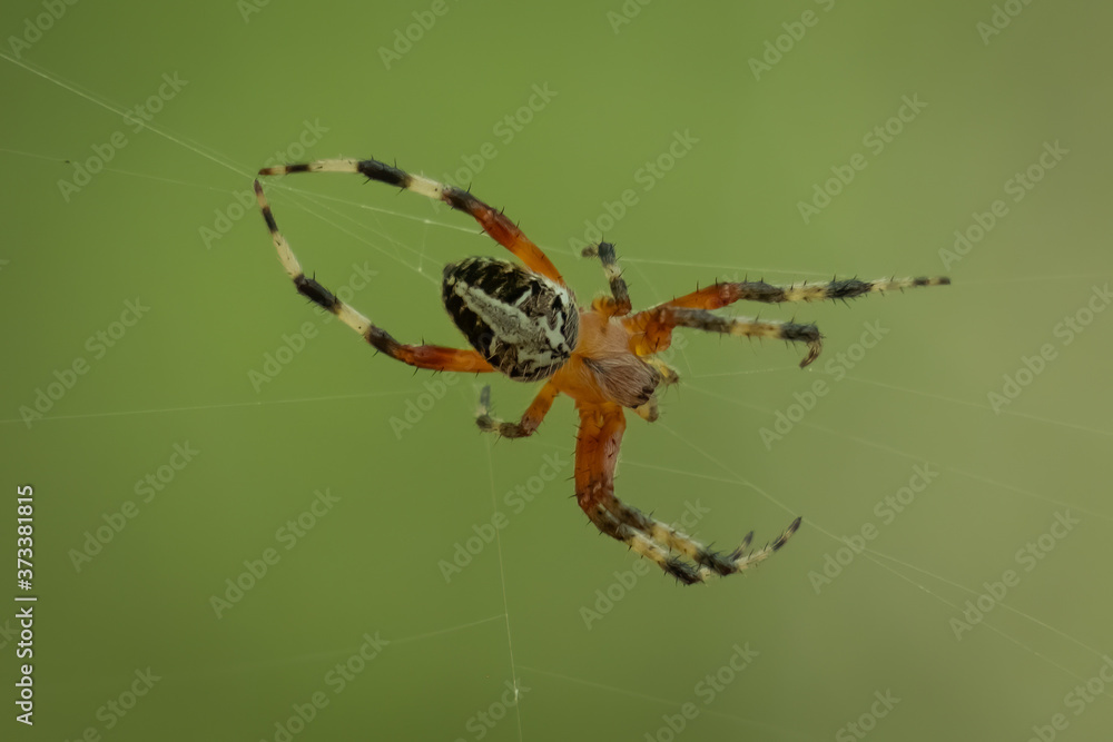 Fototapeta premium A Redfemured Spotted Orbweaver spins her web. Raleigh, North Carolina.