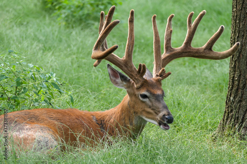 deer in the woods