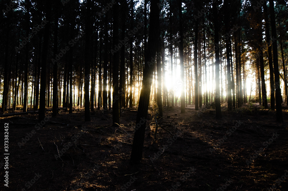 Fototapeta premium sunset in the forest