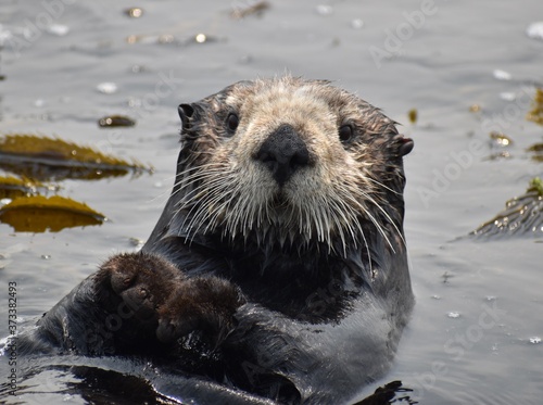 фотографія An adorable sea otter (Enhydra lutris) looks from the waters of Elkhorn Slough o