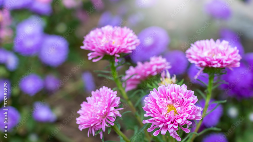 close up of beautiful flowers Callistephus chinensis or Callistephus or China aster and annual aster in pink and violet colors blomming in the garden in summer season.