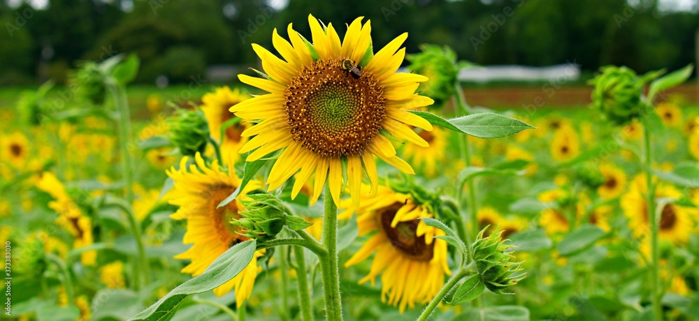 Bee collecting nectar from sunflower plant with numerous sunflower plants in the background. Bee collecting nectar from sunflower plant with numerous sunflower plants in the background.