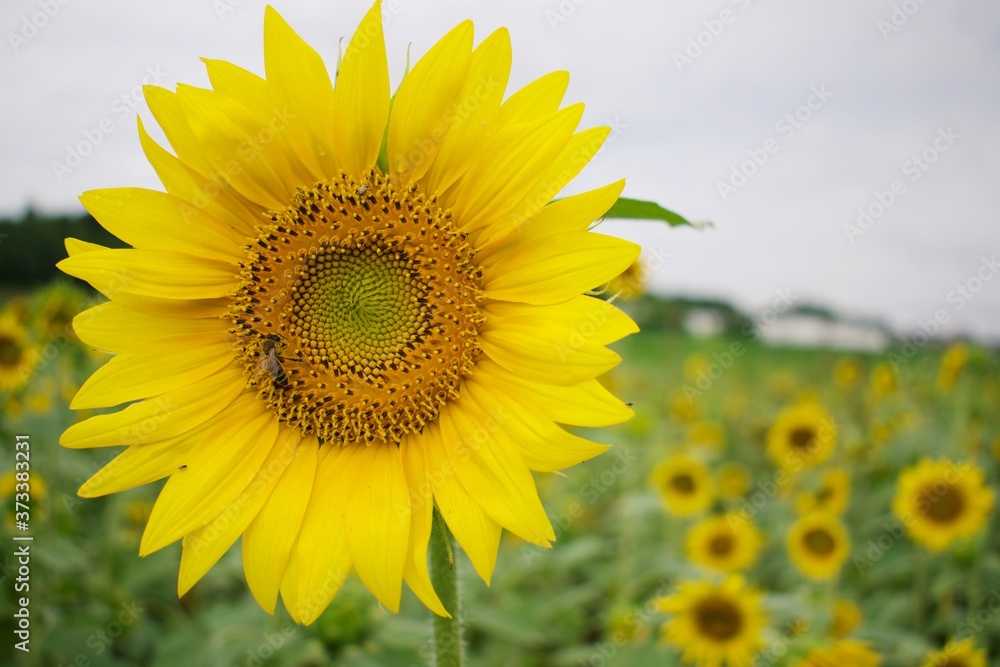 Close up on sunflower with a field of sunflowers as a blurry background 