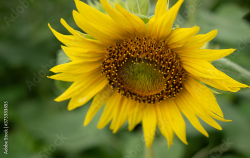 Looking down on sunflower with green leaf background.  