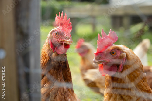 Brown hens enclosed behind a metal mesh - hens in the hen house in traditional farm © Fernanda