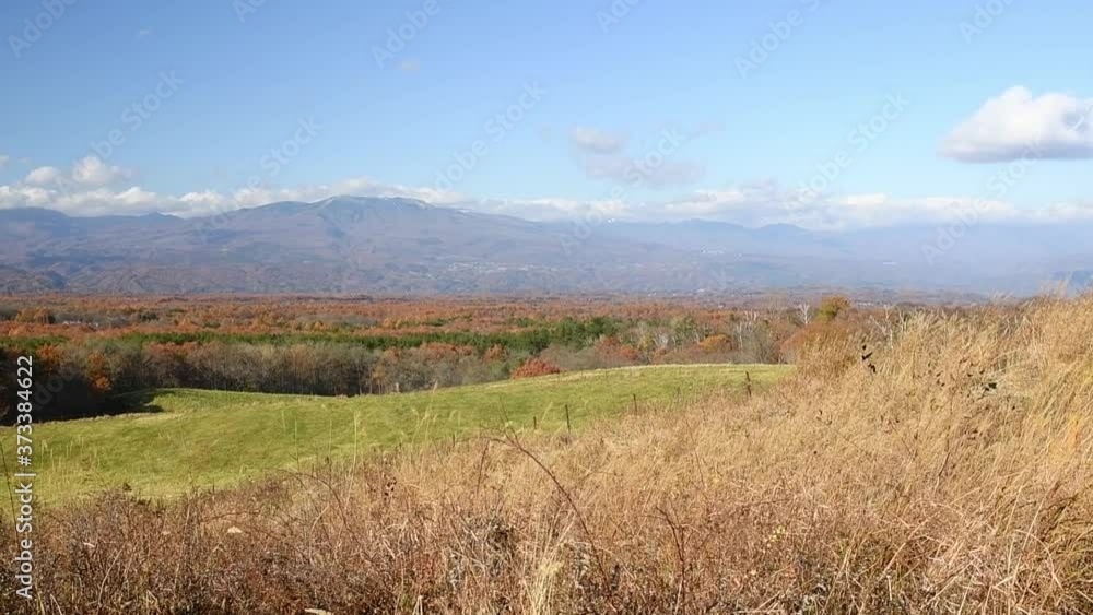 紅葉した高原の森 紅葉した高原の森