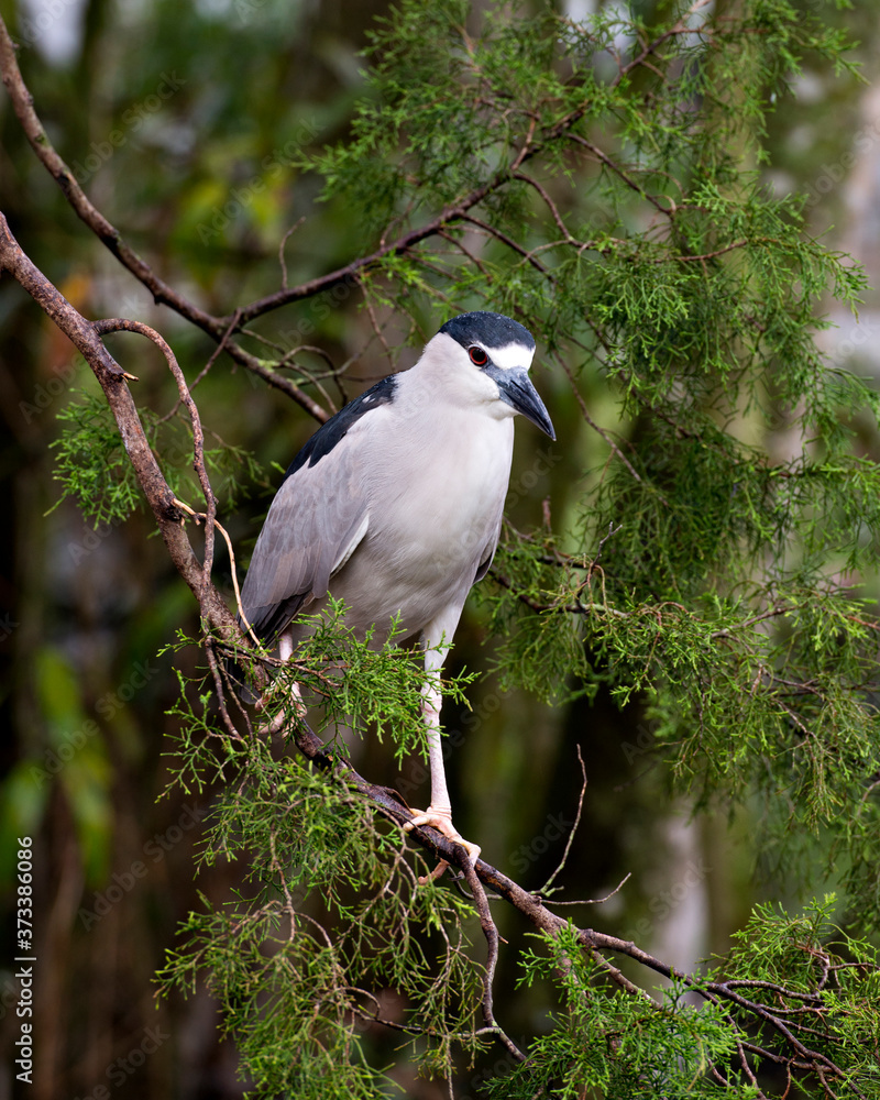 Black crowned Night-heron bird. Black crowned Night-heron adult bird closeup in the water. Black Crowned Night Heron Bird Stock Photos Black crowned Night-heron bird. Black crowned Night-heron adult bird closeup in the water. Black Crowned Night Heron Bird Stock Photos