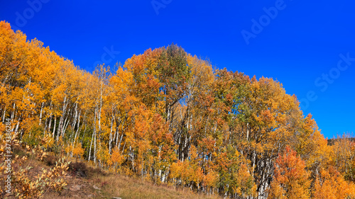 Aspen trees with foliage in autumn time   © SNEHIT PHOTO