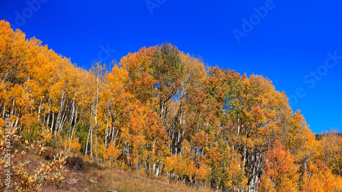 Aspen trees with foliage in autumn time 