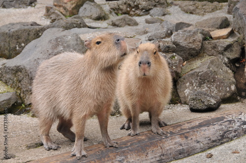 伊豆シャボテン公園