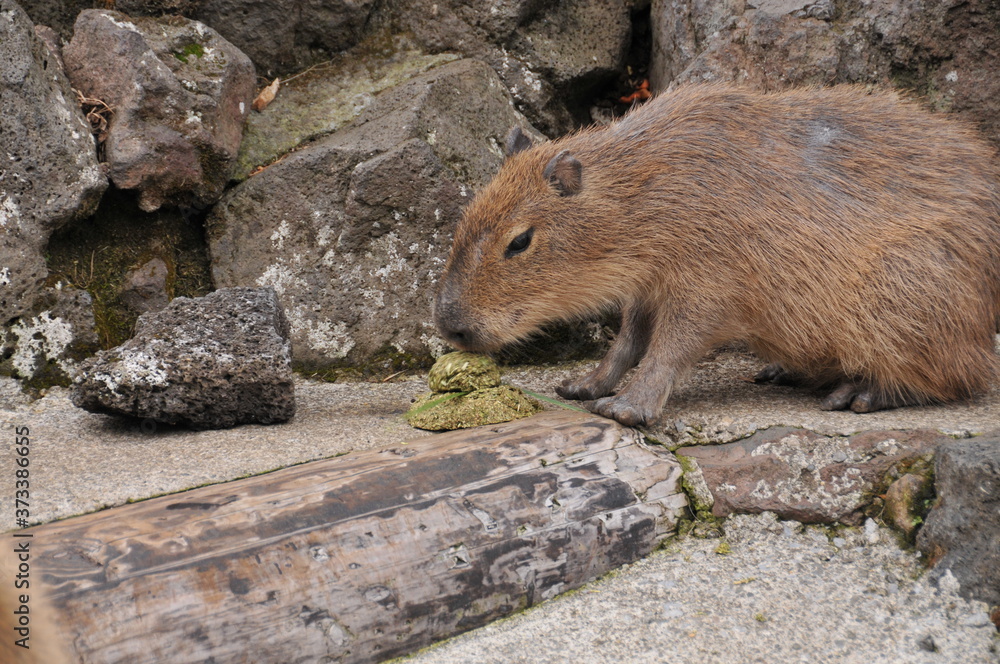 伊豆シャボテン公園