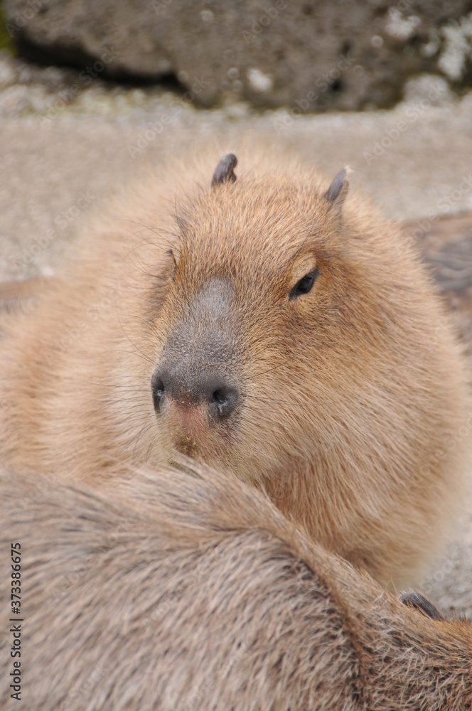 伊豆シャボテン公園 伊豆シャボテン公園