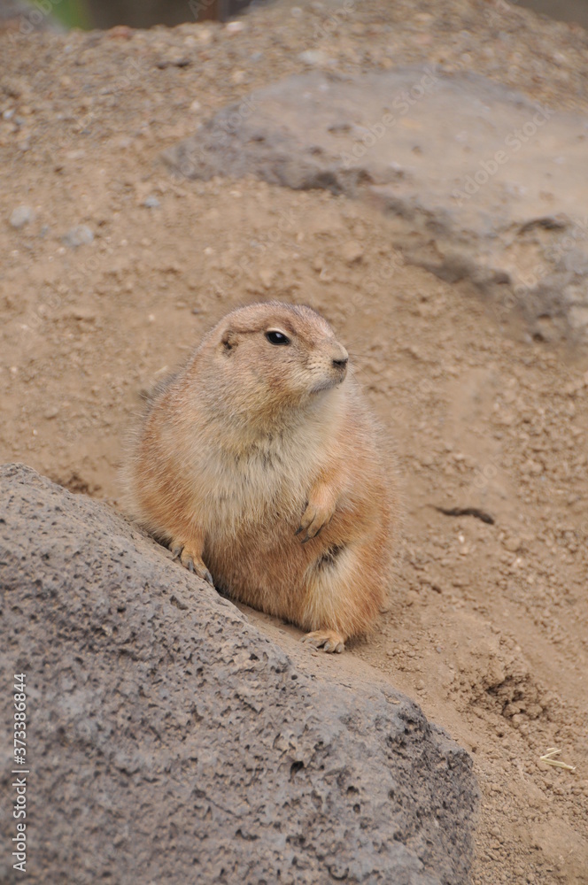 伊豆シャボテン公園 伊豆シャボテン公園