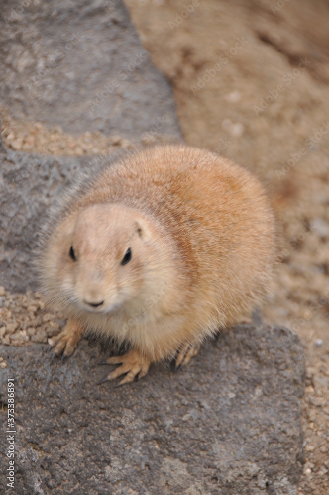 伊豆シャボテン公園 伊豆シャボテン公園